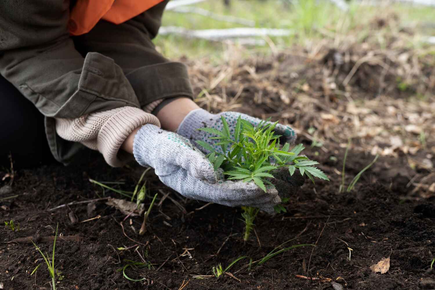 The Steps Involved in Our Tree Care Process in Hewitt, TX